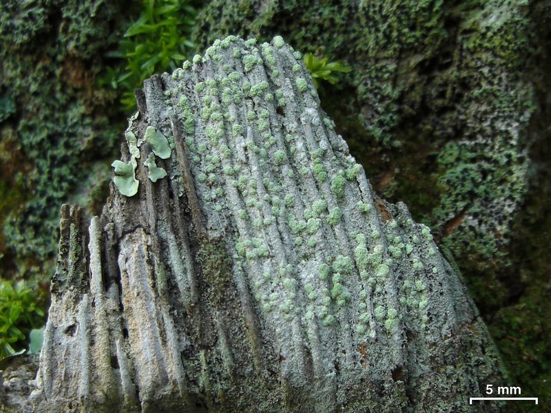 Haematomma leprarioides