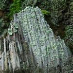 Haematomma leprarioides