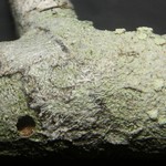 Haematomma leprarioides