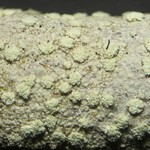 Haematomma leprarioides