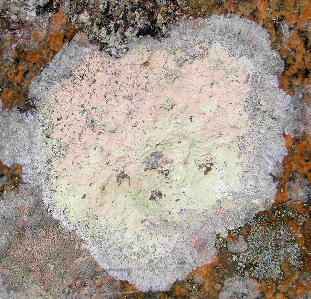 Haematomma ochroleucum var. porphyrium