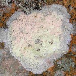 Haematomma ochroleucum var. porphyrium