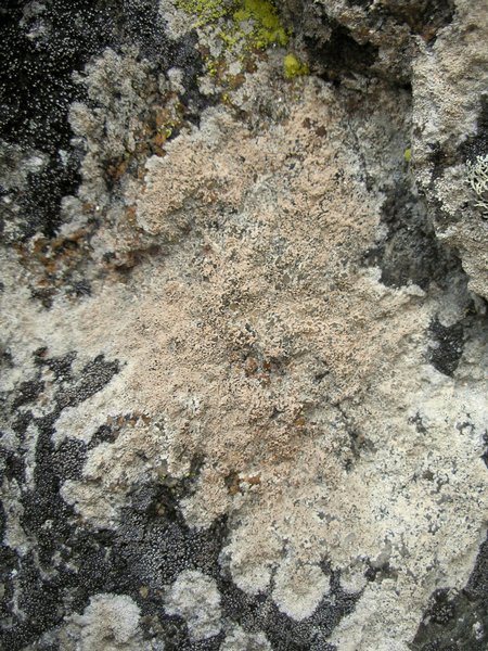 Haematomma ochroleucum var. porphyrium