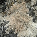Haematomma ochroleucum var. porphyrium