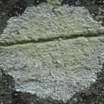 Haematomma ochroleucum var. porphyrium