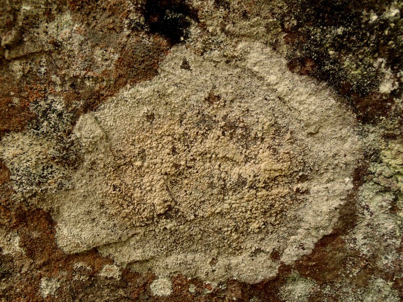 Haematomma ochroleucum var. porphyrium