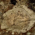 Haematomma ochroleucum var. porphyrium