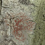 Haematomma persoonii