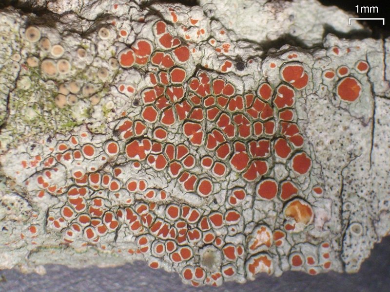 Haematomma persoonii