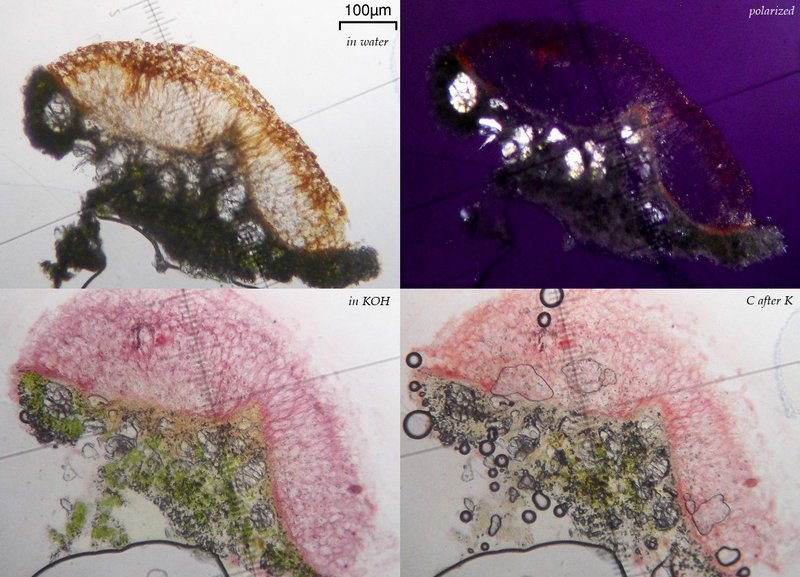 Haematomma persoonii