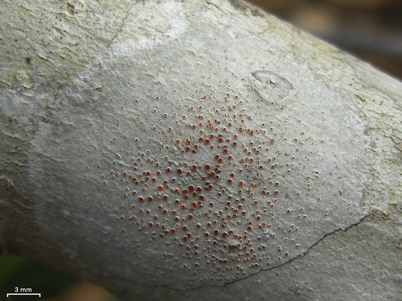 Haematomma persoonii