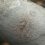 Haematomma persoonii