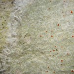 Haematomma persoonii