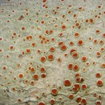 Haematomma persoonii