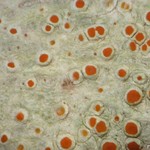 Haematomma persoonii