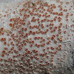 Haematomma persoonii