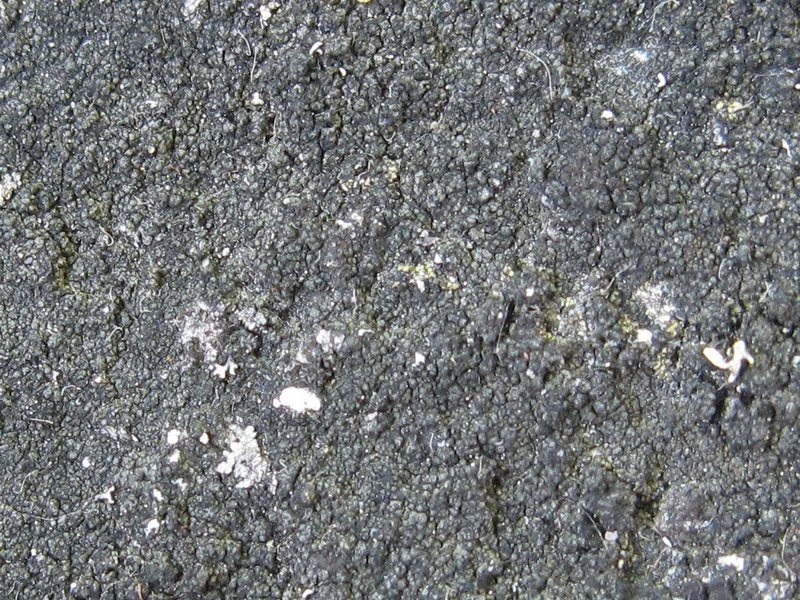 Halecania pepegospora