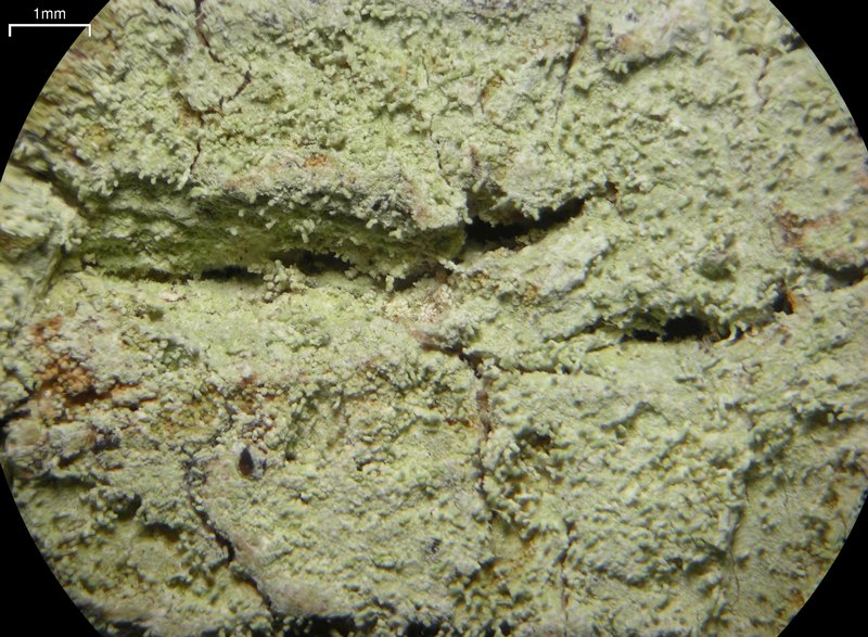 Herpothallon echinatum
