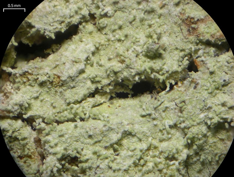 Herpothallon echinatum