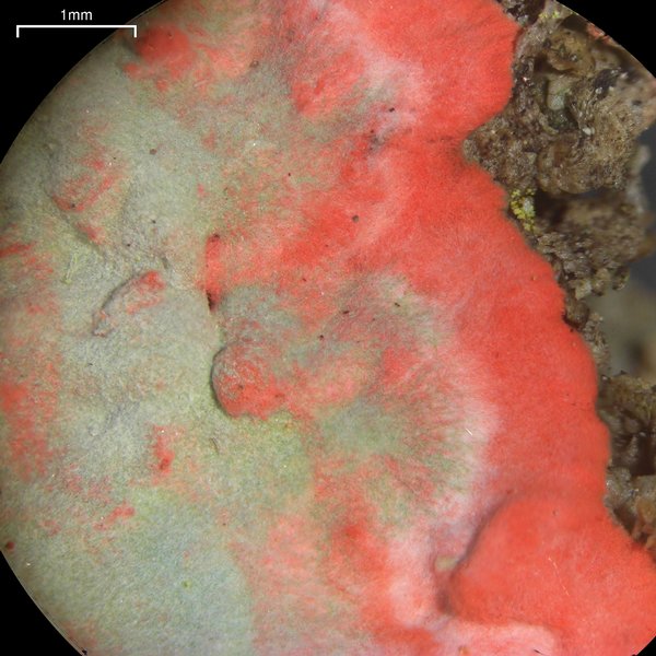 Herpothallon rubrocinctum