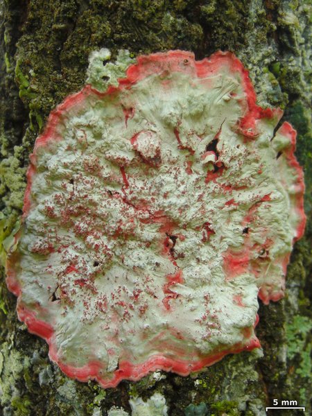 Herpothallon rubrocinctum