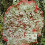 Herpothallon rubrocinctum