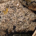 Herteliana alaskensis