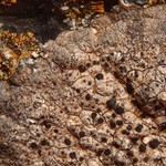 Herteliana alaskensis