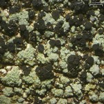 Hertelidea botryosa