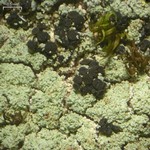 Hertelidea botryosa