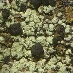 Hertelidea botryosa
