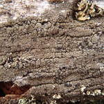 Hertelidea botryosa