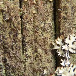 Hertelidea botryosa