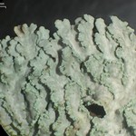 Heterodermia albicans