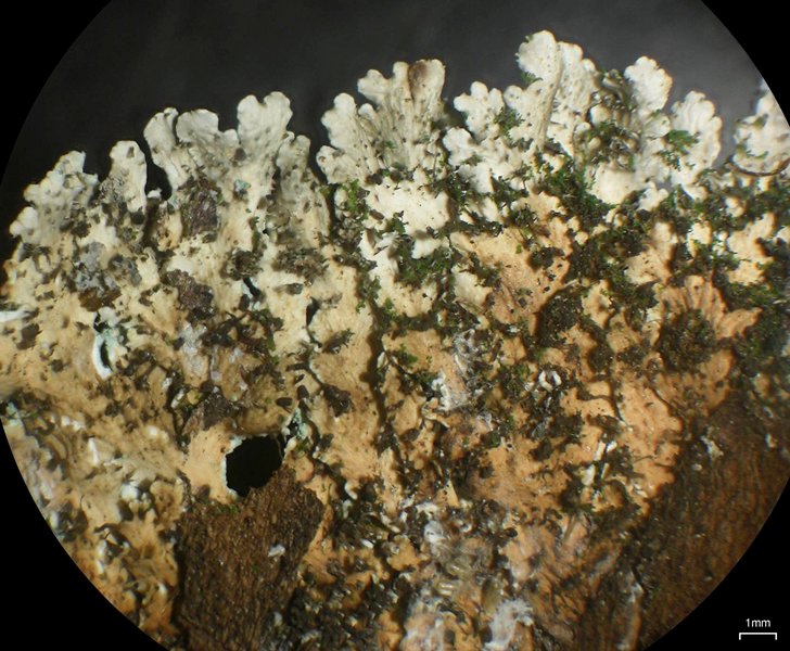 Heterodermia albicans