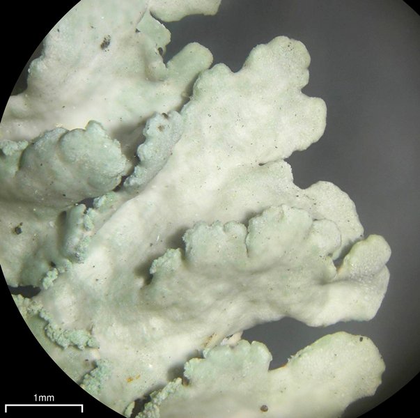 Heterodermia albicans