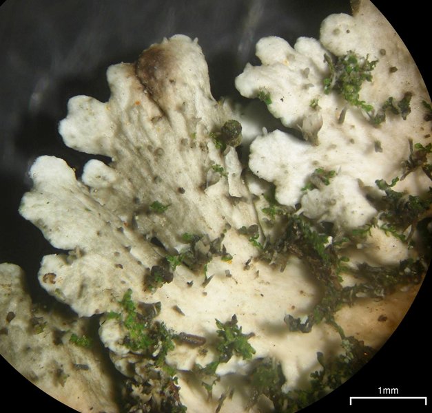 Heterodermia albicans