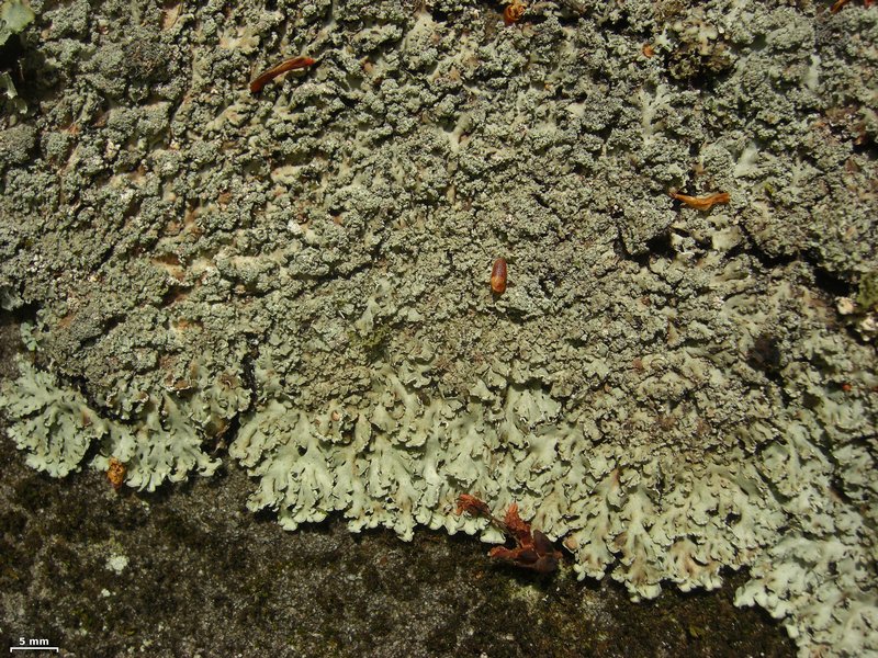 Heterodermia crocea