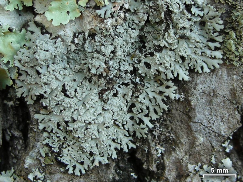 Heterodermia crocea