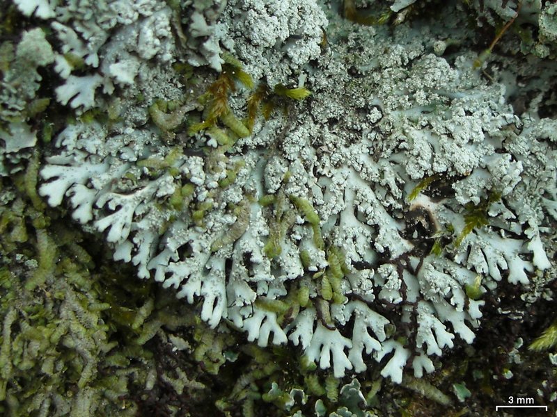 Heterodermia crocea