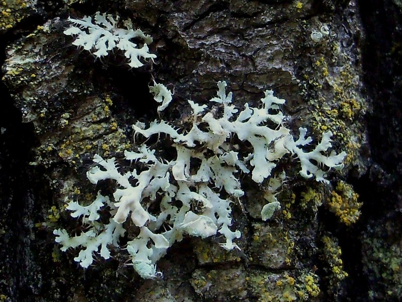 Heterodermia galactophylla