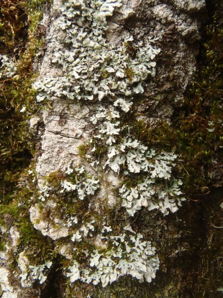 Heterodermia galactophylla