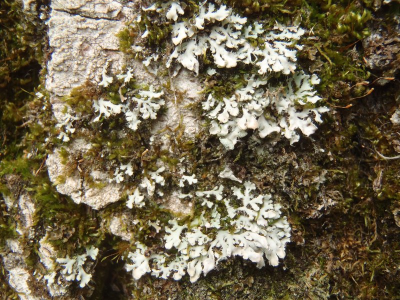 Heterodermia galactophylla