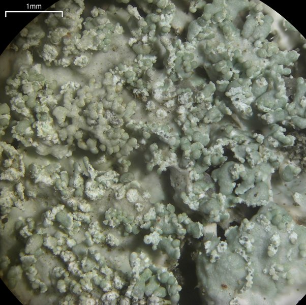 Heterodermia granulifera