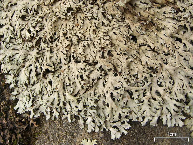 Heterodermia hypoleuca