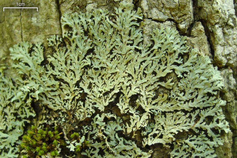 Heterodermia hypoleuca