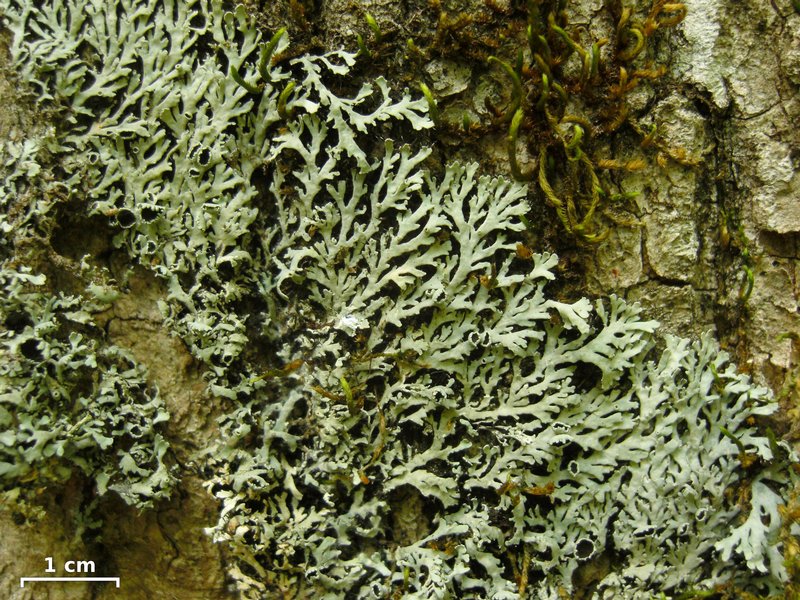 Heterodermia hypoleuca