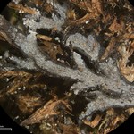 Heterodermia japonica