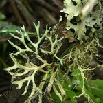 Heterodermia leucomela