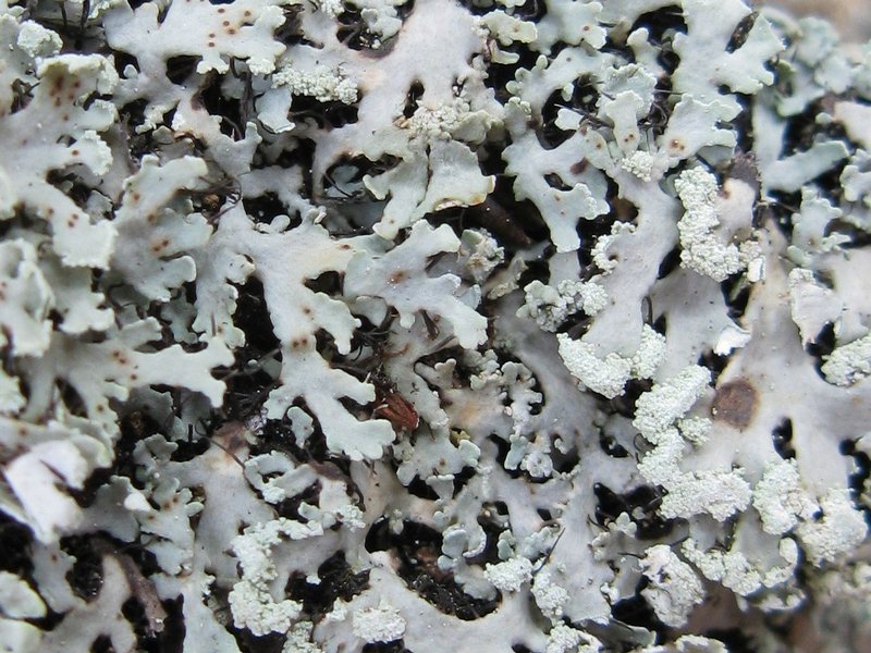 Heterodermia neglecta